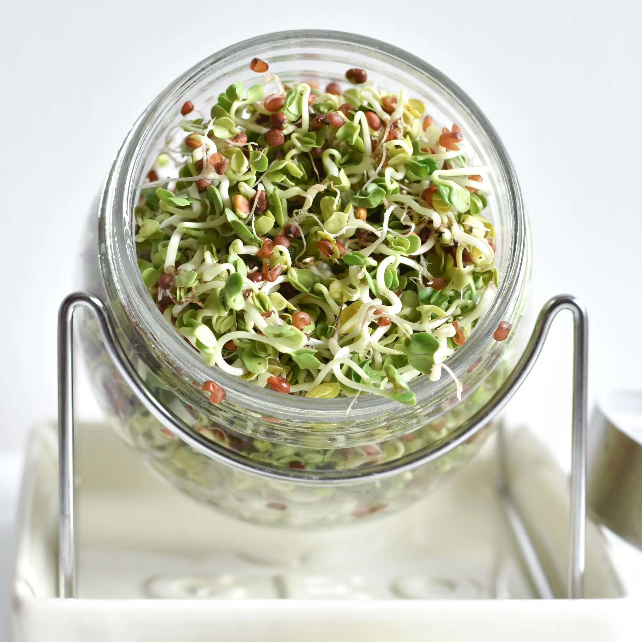 GEO Sprouting Jar System with Stainless Steel Rack and Ceramic Base Plate