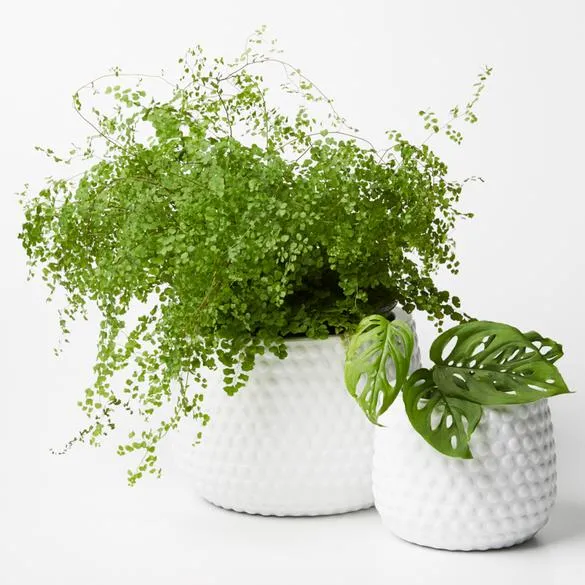 Hobnail Planter - Small (Multiple Colors)